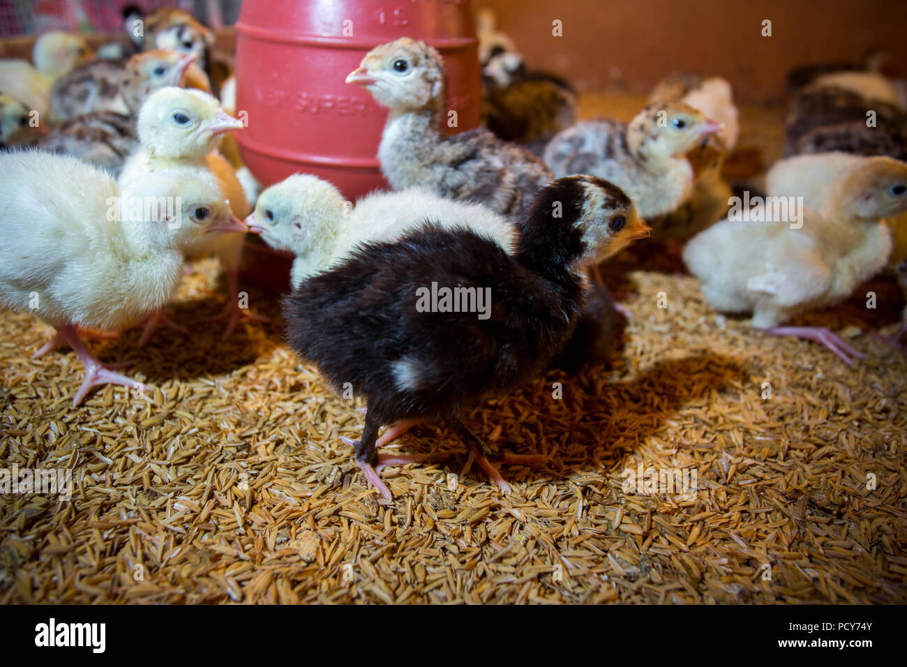 Bébé nouveau-né les dindes sont éclos en grandes couveuses à Savar, Dhaka, Bangladesh. Banque D'Images