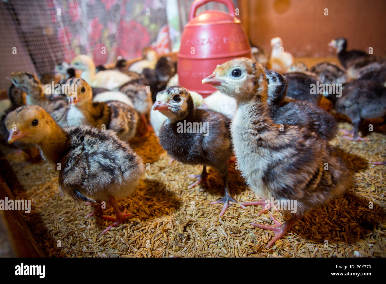 Bébé nouveau-né les dindes sont éclos en grandes couveuses à Savar, Dhaka, Bangladesh. Banque D'Images