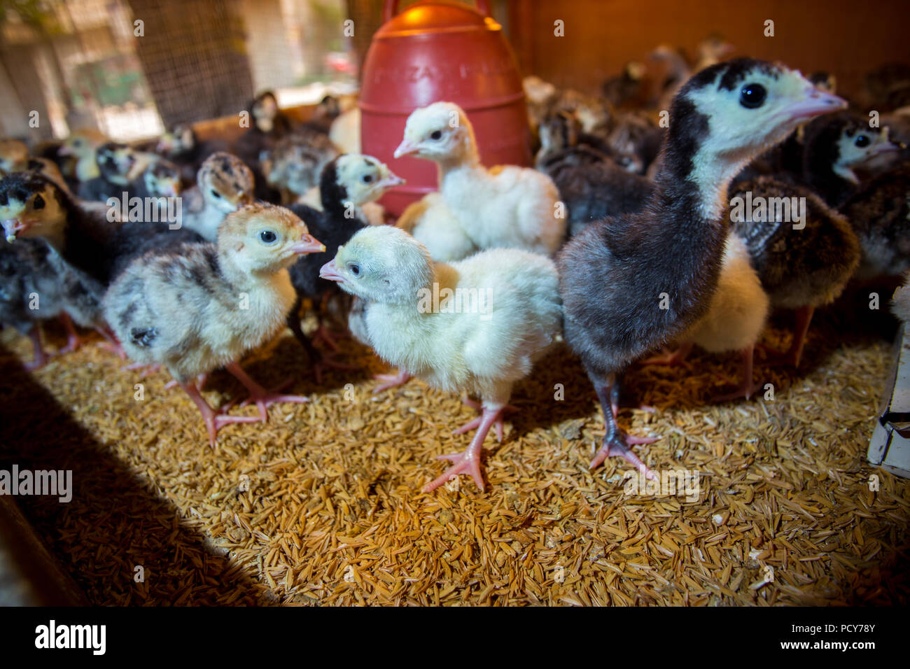 Bébé nouveau-né les dindes sont éclos en grandes couveuses à Savar, Dhaka, Bangladesh. Banque D'Images