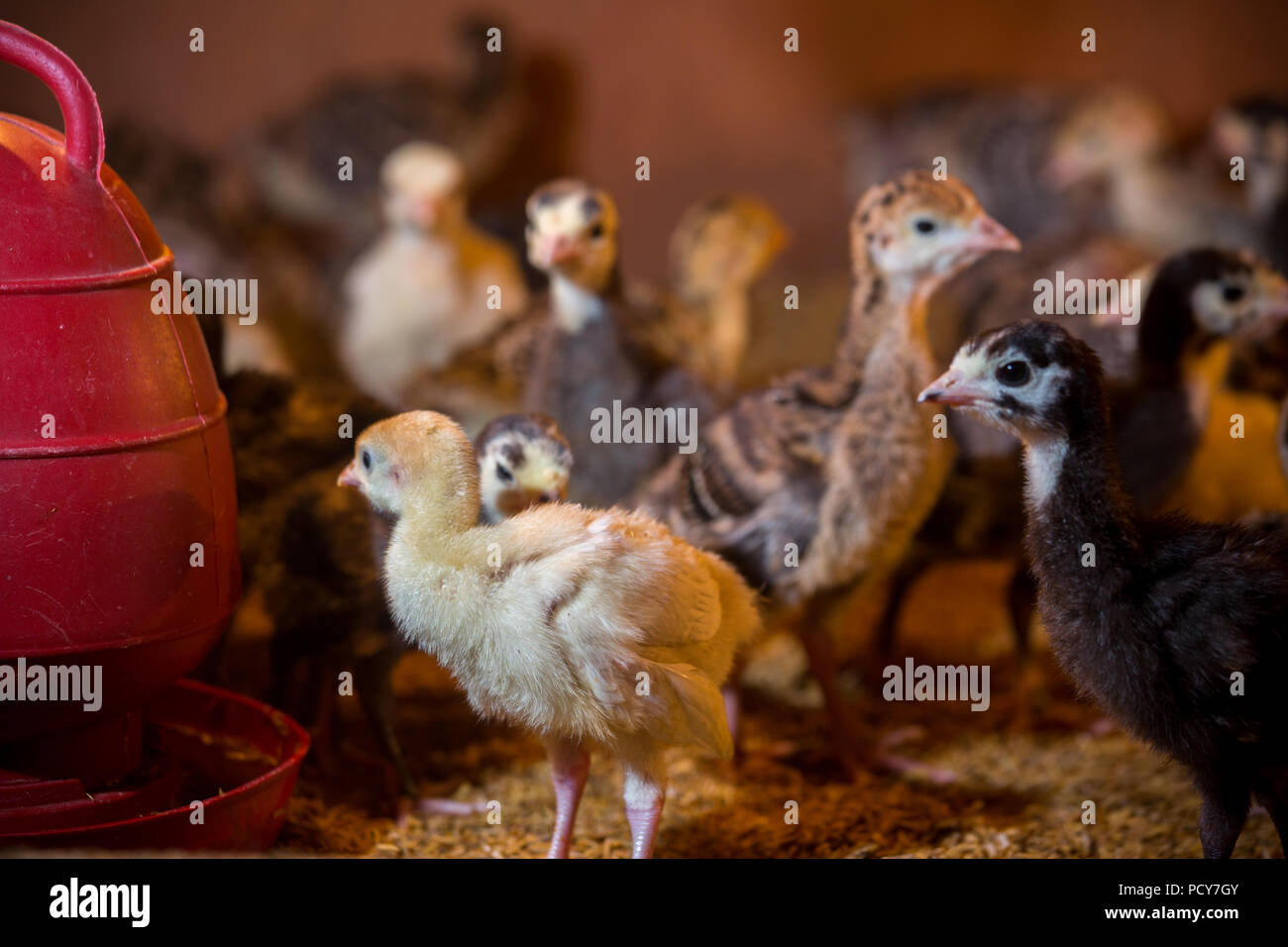 Bebe Nouveau Ne Les Dindes Sont Eclos En Grandes Couveuses A Savar Dhaka Bangladesh Photo Stock Alamy Bebe Nouveau Ne Les Dindes Sont Eclos En Grandes Couveuses A Savar Dhaka Bangladesh Photo Stock Alamy