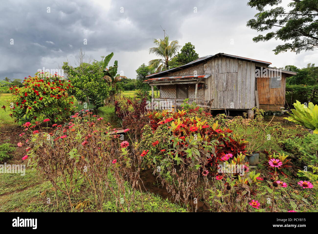 Nipa hut philippine-murs de nattes de bambou et jardin fleuri à l'avant à côté de la route menant à Nueva Vida barangay-Carmen municipalité-S.de la Banque D'Images
