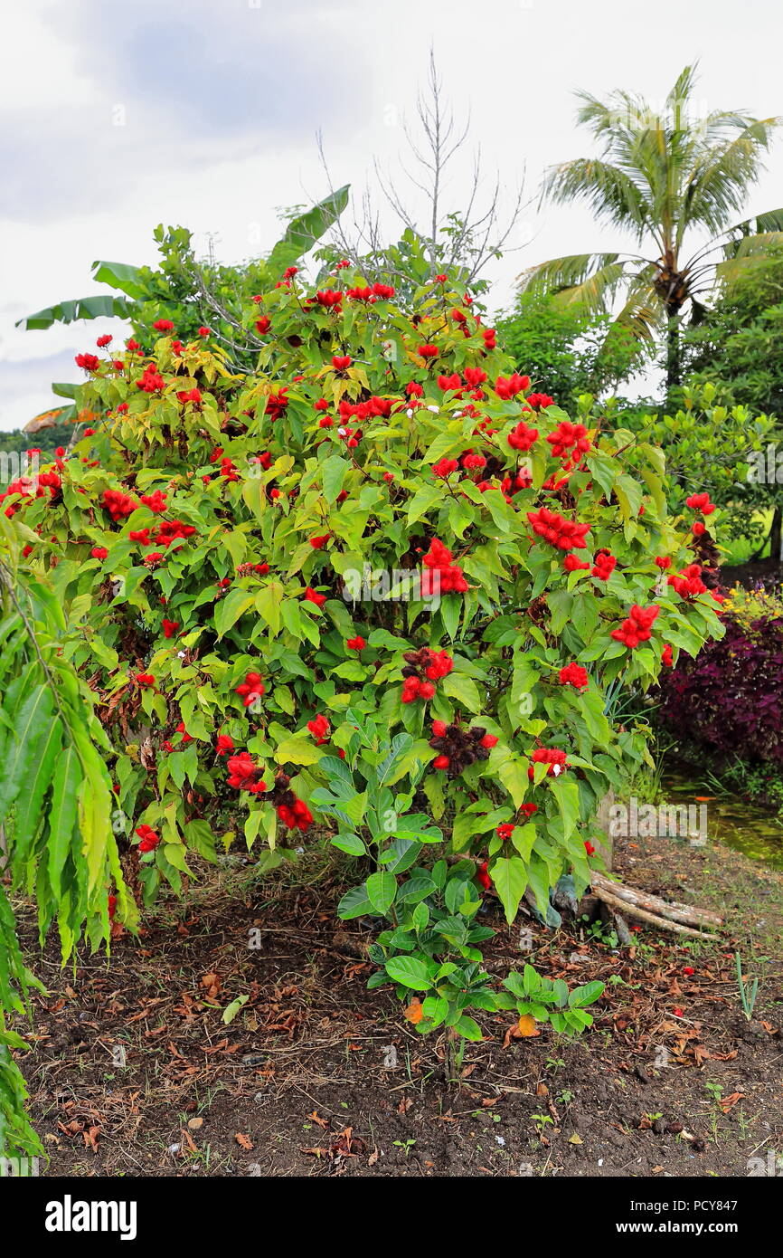 Ou Achiote -arbuste urucum Bixa orellana- avec des fruits rouges en grappes : pic à la couleur brun-rouge, les coupelles de semences couvertes dans des graines à l'intérieur d'épines e Banque D'Images