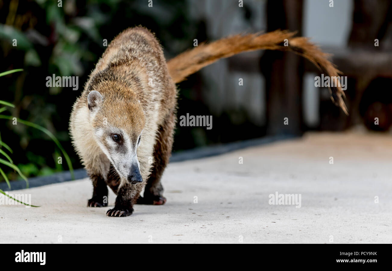 Mignon et câlin Coati ou coatimundi marcher le long d'un chemin au Mexique dans un all inclusive beach resort en quête de nourriture Banque D'Images