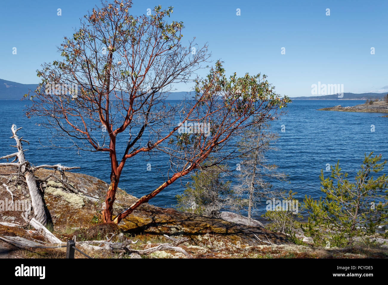 Un arbousier avec peeling rouge caractéristique se trouve près de l'écorce de quelques conifères rabougris exposés sur un bluff par la mer (BC''s Sunshine Coast). Banque D'Images