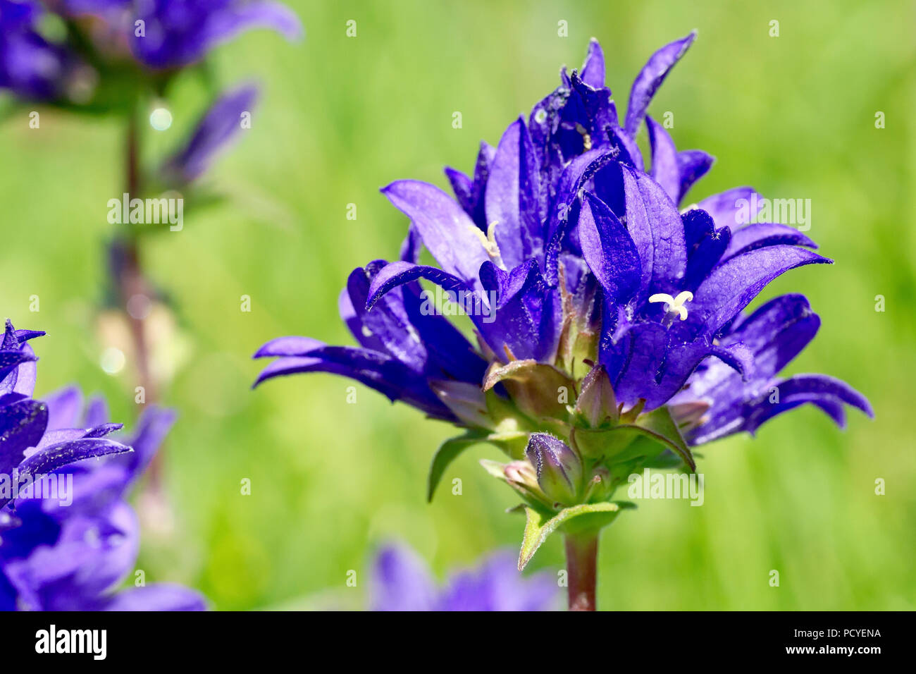 Bellflower campanula glomerata (En cluster), close up d'un capitule de beaucoup. Banque D'Images