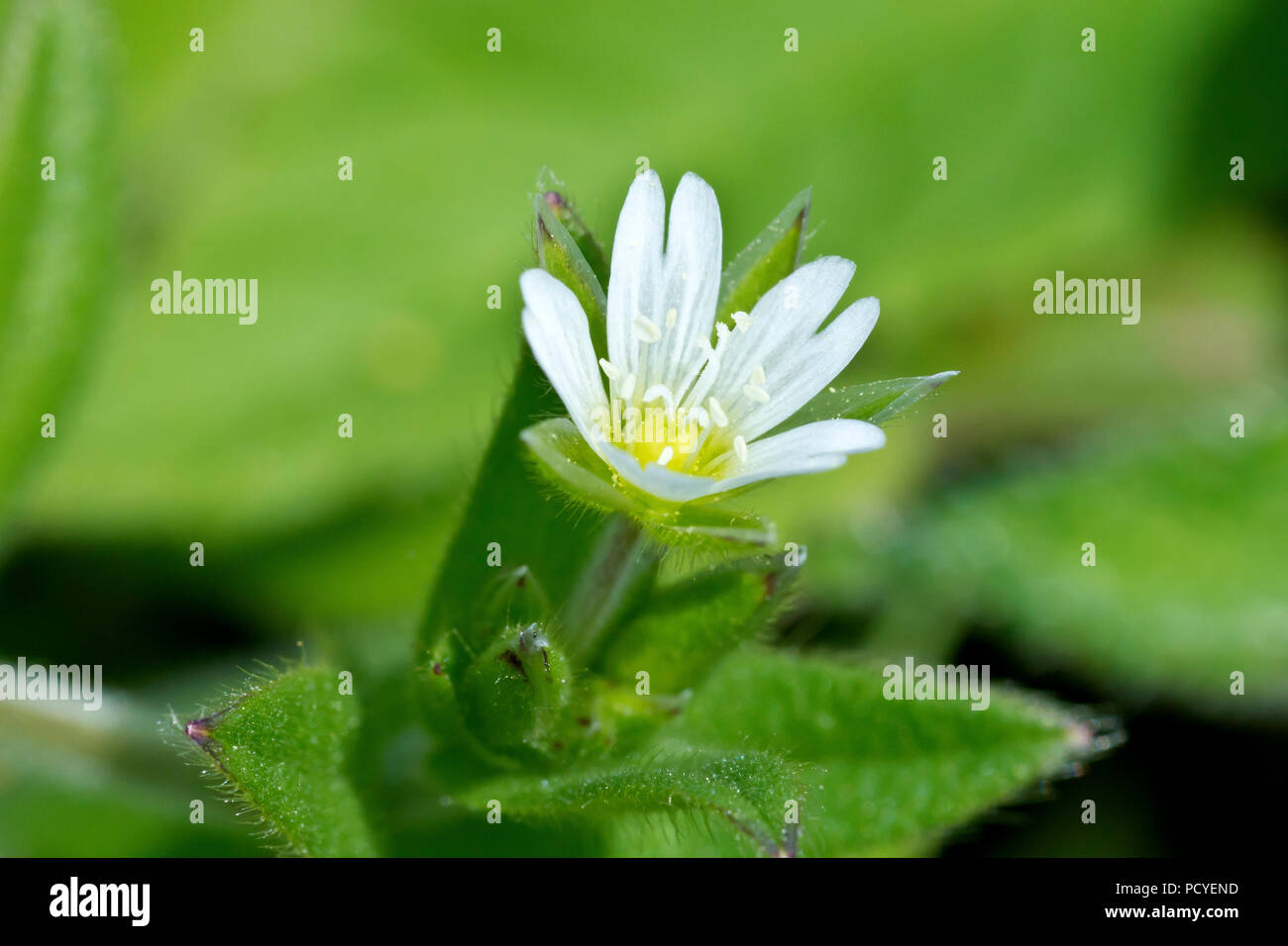 Le mouron (cerastium fontanum), également connu sous le nom de l'oreille de souris, le mouron des oiseaux, un gros plan d'une fleur simple. Banque D'Images