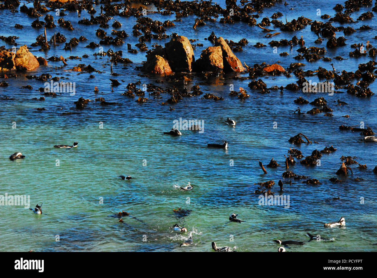 Les adorables pingouins africains à Boulders Beach, Simon's Town, Afrique du Sud. Banque D'Images