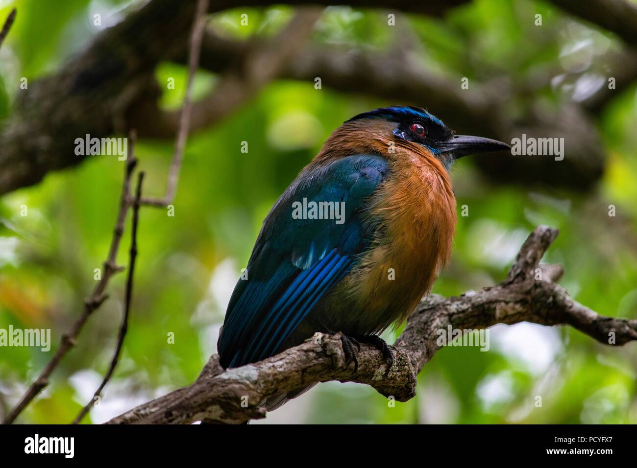 Les Oiseaux du Costa Rica coloré perché sur une branche dans la jungle — free download