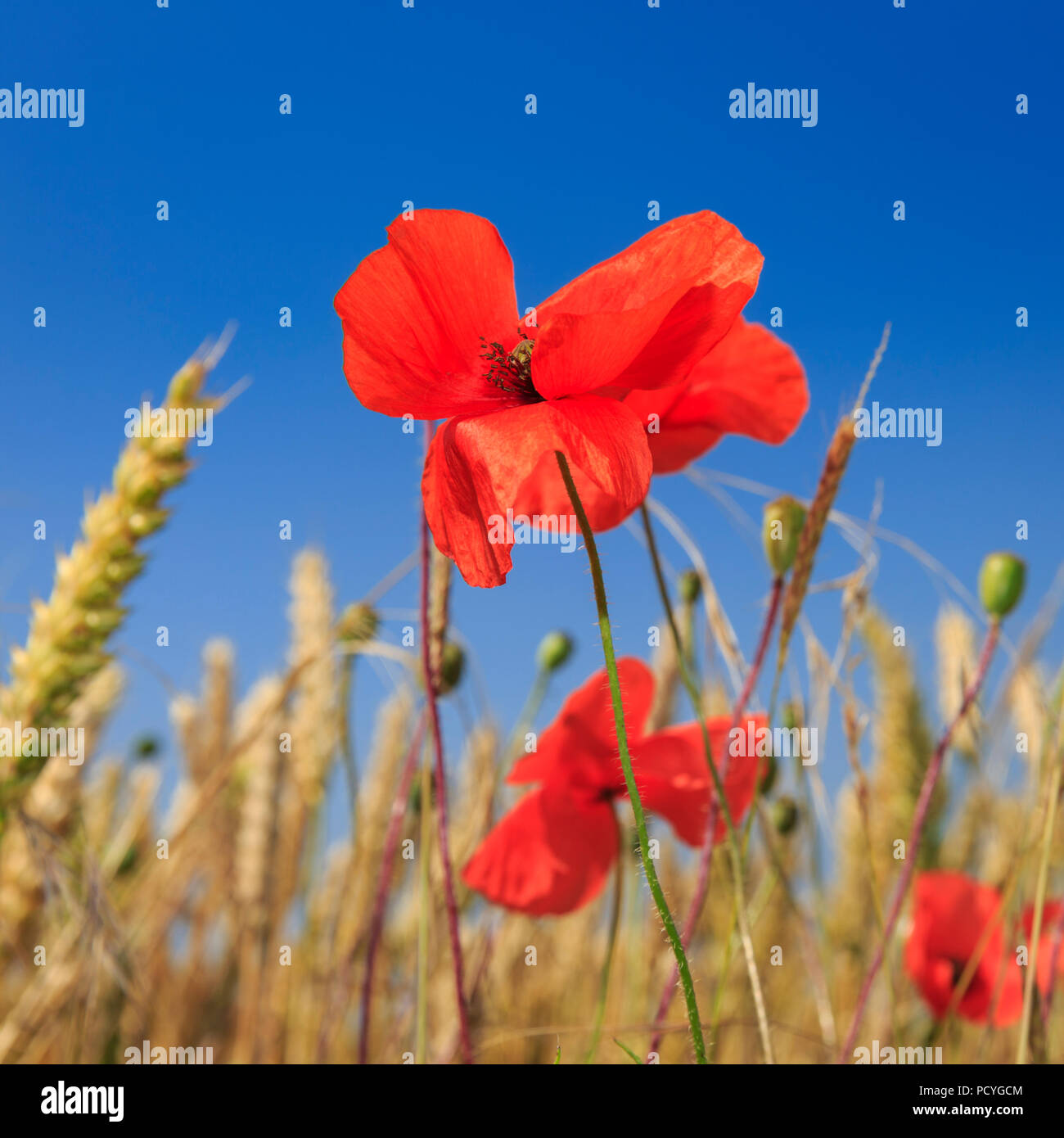 Coquelicots rouge vif, dans un domaine de la récolte céréalière, contre un ciel bleu, sur le South Downs à Ditchling Beacon, à la périphérie de Brighton Banque D'Images