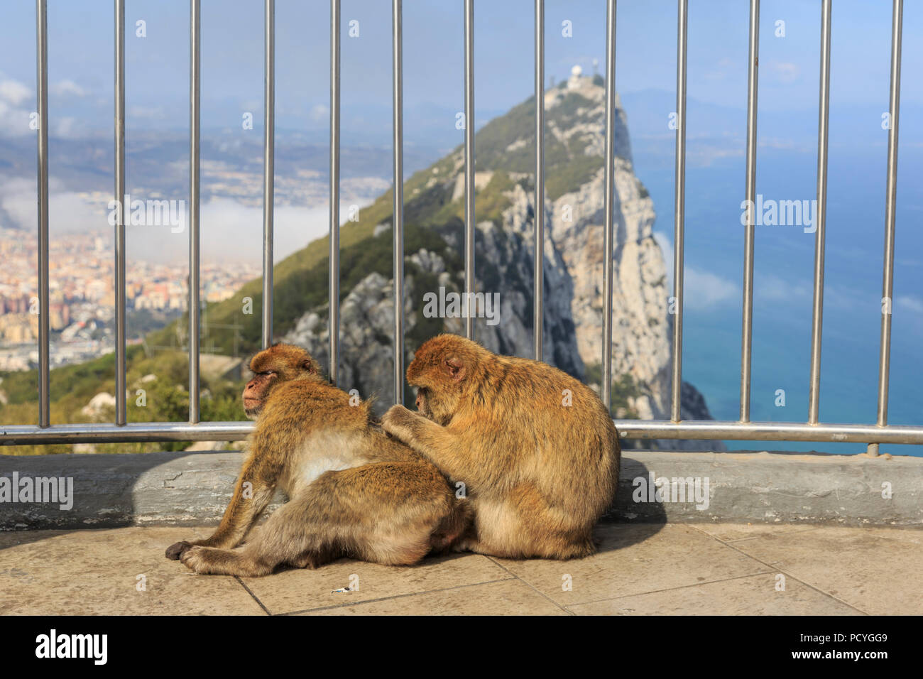 L'emblématique Macaques de Barbarie (Macaca sylvanus) qui vivent sur le territoire d'outre-mer britannique de Gibraltar, les seuls singes sauvages en Europe Banque D'Images