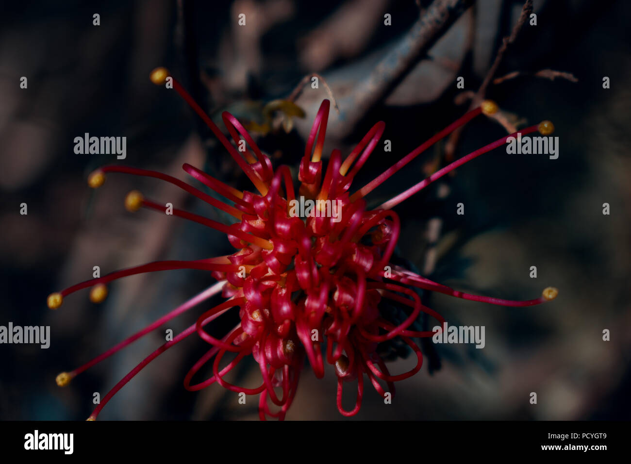 Fleurs d'arbustes grevillea australienne Banque D'Images