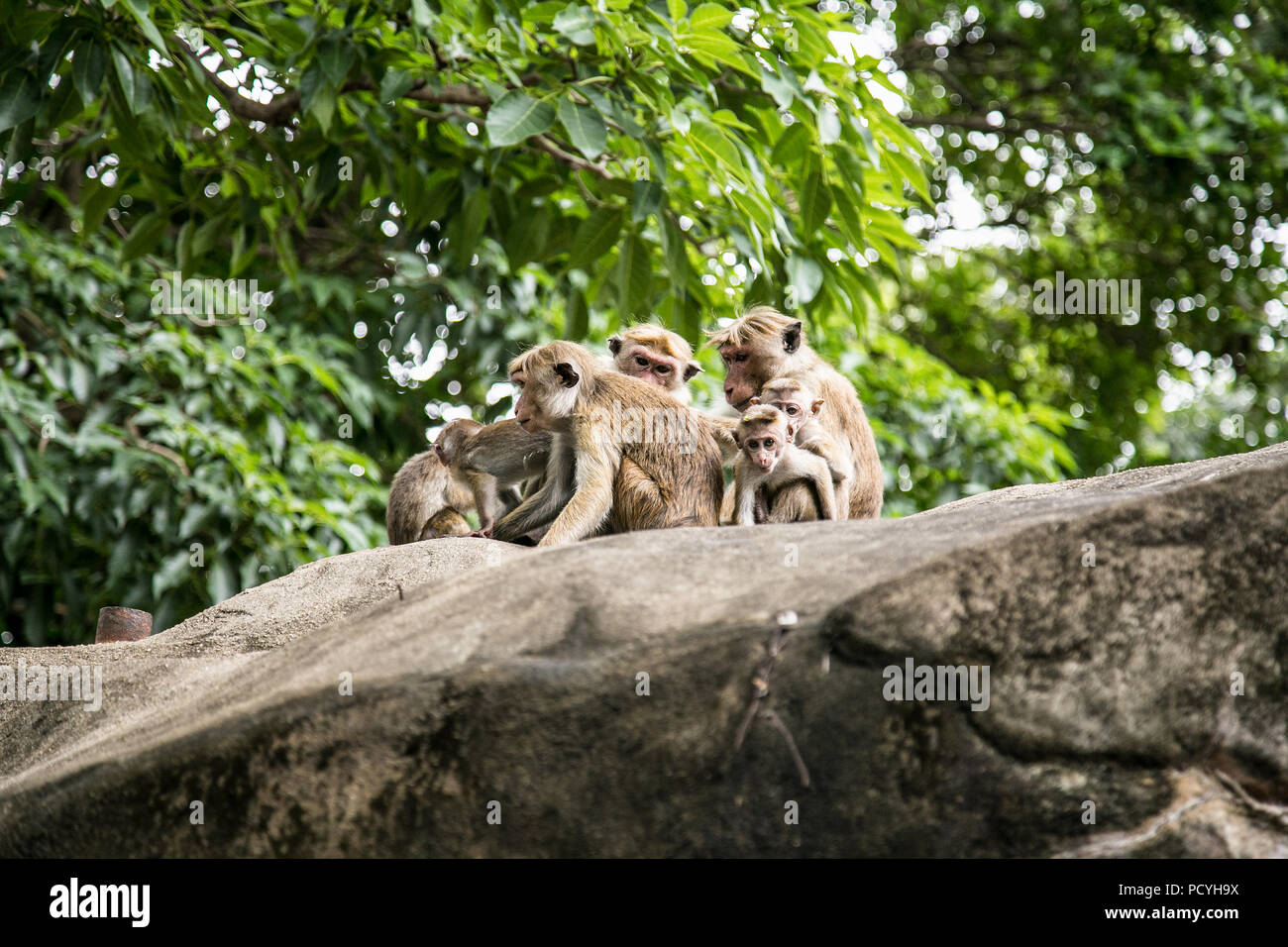 La famille singe Primate Macaca au Sri Lanka. L'Asie. Banque D'Images