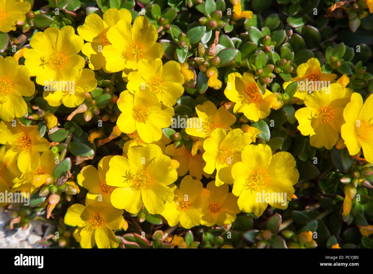 Fleurs jaune vif de pourpier (Portulaca oleracea) plante succulente dans jardins naturels de la ville de Rolle en Suisse le jour d'été ensoleillé Banque D'Images