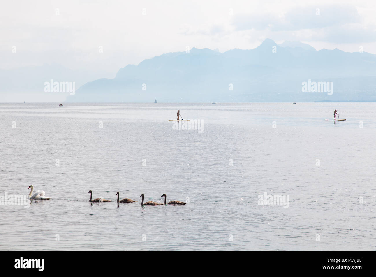 Famille Swan de la mère et du bébé de cygnes sur le lac de Genève (lac Léman) près de Rolle, région la Côte, Vaud, Suisse et le Stand Up Paddle (SUP) Banque D'Images