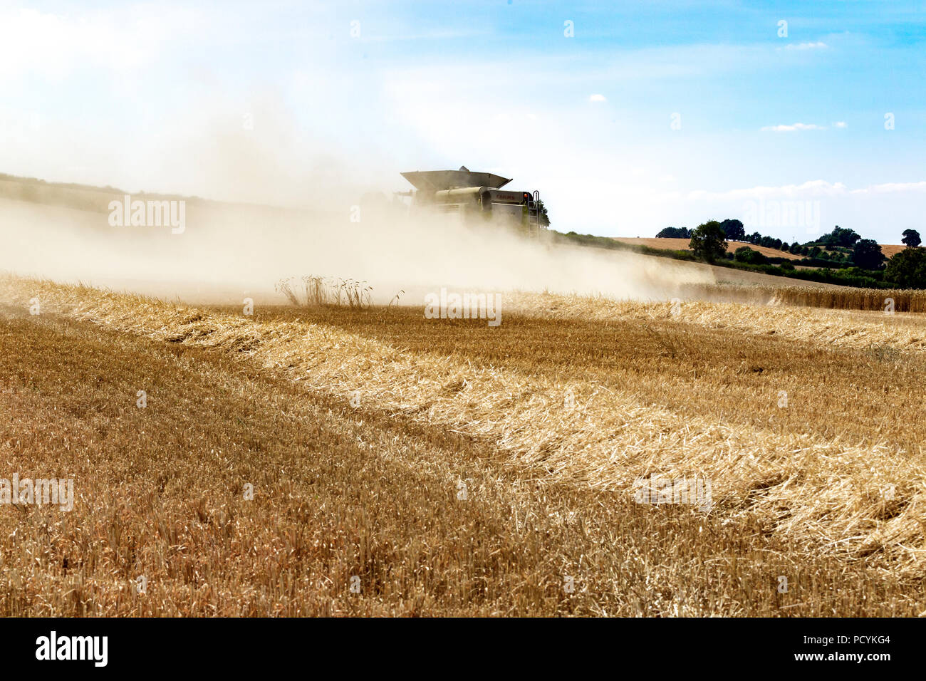 Great Brington, Northamptonshire, Angleterre. 4 août 2018. Les ouvriers agricoles de la récolte avec une moissonneuse Claas 770 Lexton travailler dur pendant la chaleur de l'après-midi Banque D'Images