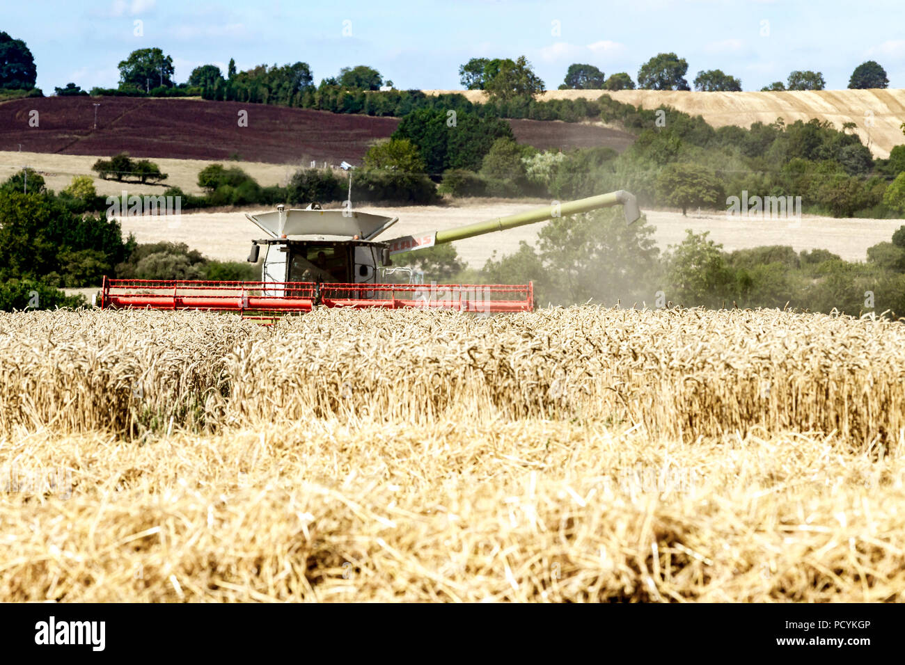 Great Brington, Northamptonshire, Angleterre. 4 août 2018. Les ouvriers agricoles de la récolte avec une moissonneuse Claas 770 Lexton travailler dur pendant la chaleur de l'après-midi Banque D'Images