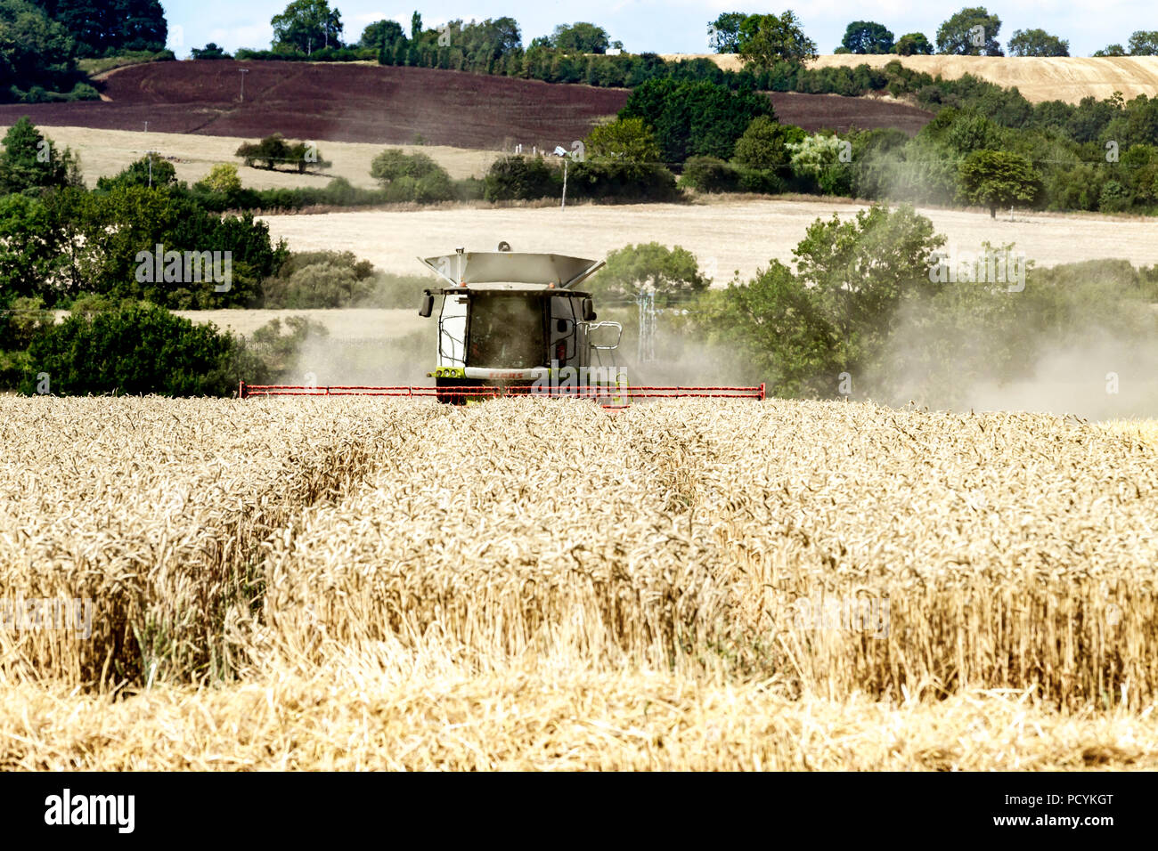 Great Brington, Northamptonshire, Angleterre. 4 août 2018. Les ouvriers agricoles de la récolte avec une moissonneuse Claas 770 Lexton travailler dur pendant la chaleur de l'après-midi Banque D'Images