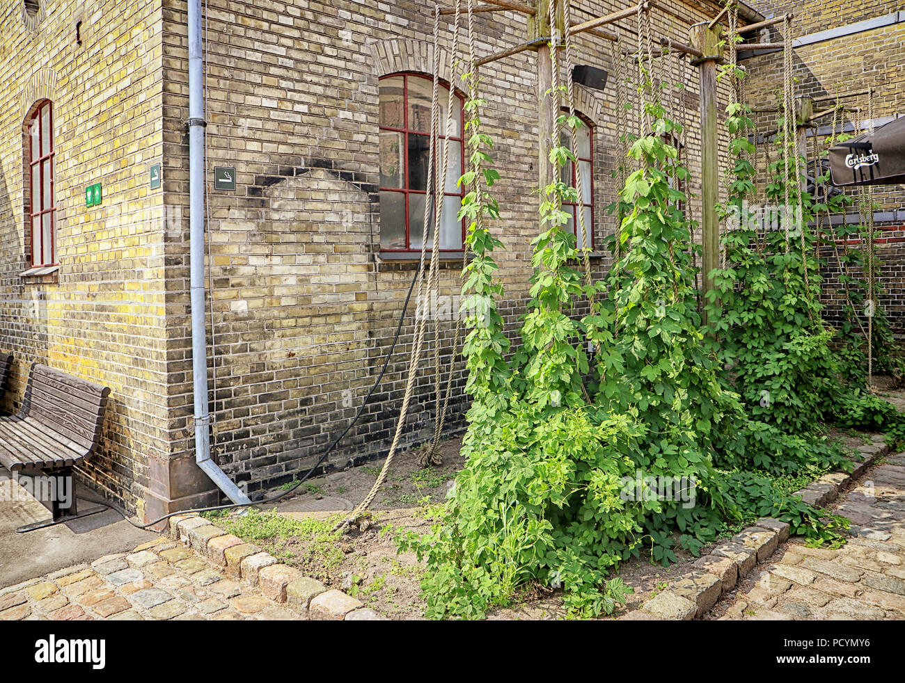 Copenhague, Danemark, le 18 mai 2018 les plantes de houblon, l'ingrédient de brassage croissant dans la cour de l'ancienne brasserie Carlsberg à Copenhague, Banque D'Images