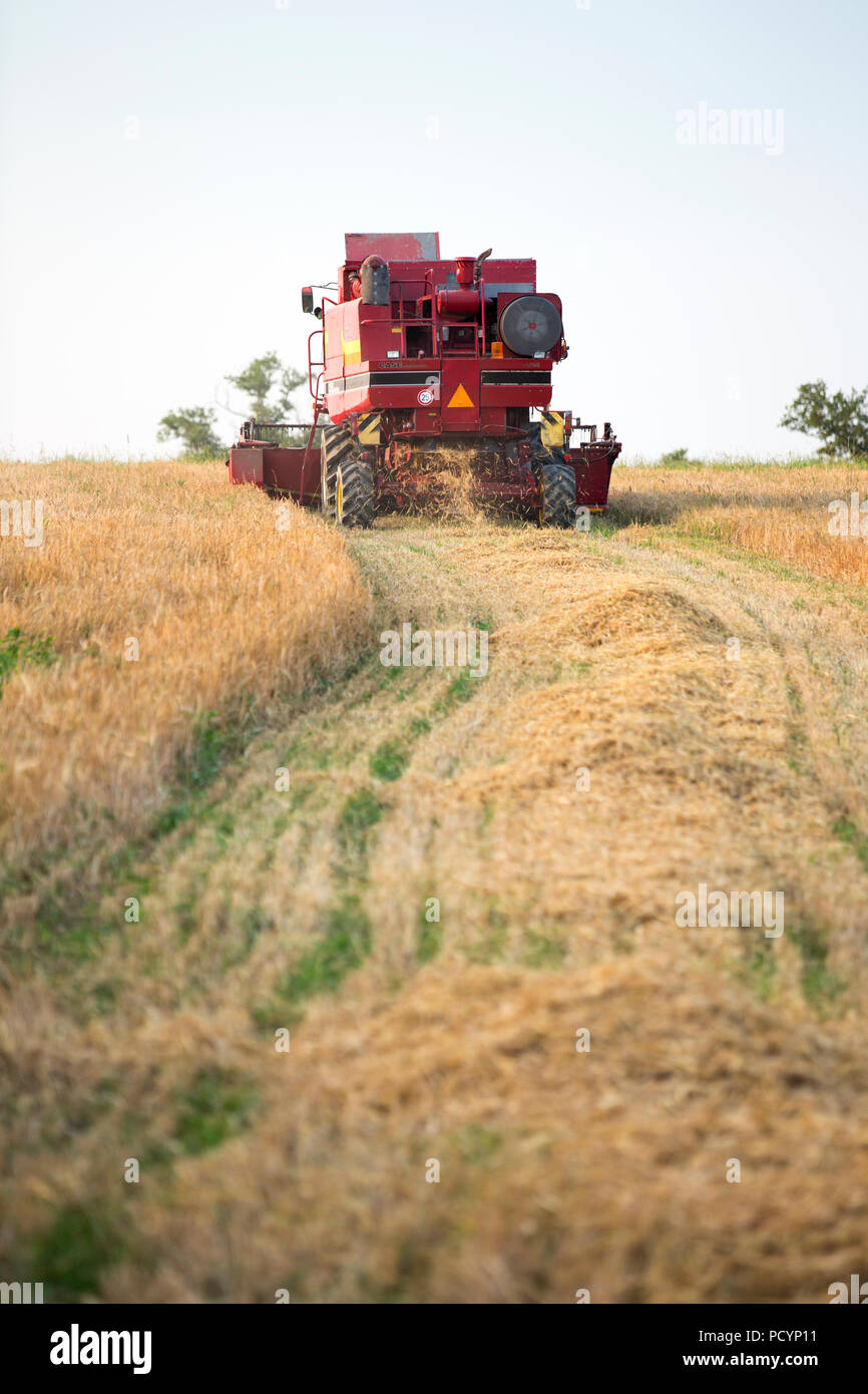 Un agriculteur récolte du blé sur une ferme près d'Esse, région de Limoges, France. Banque D'Images