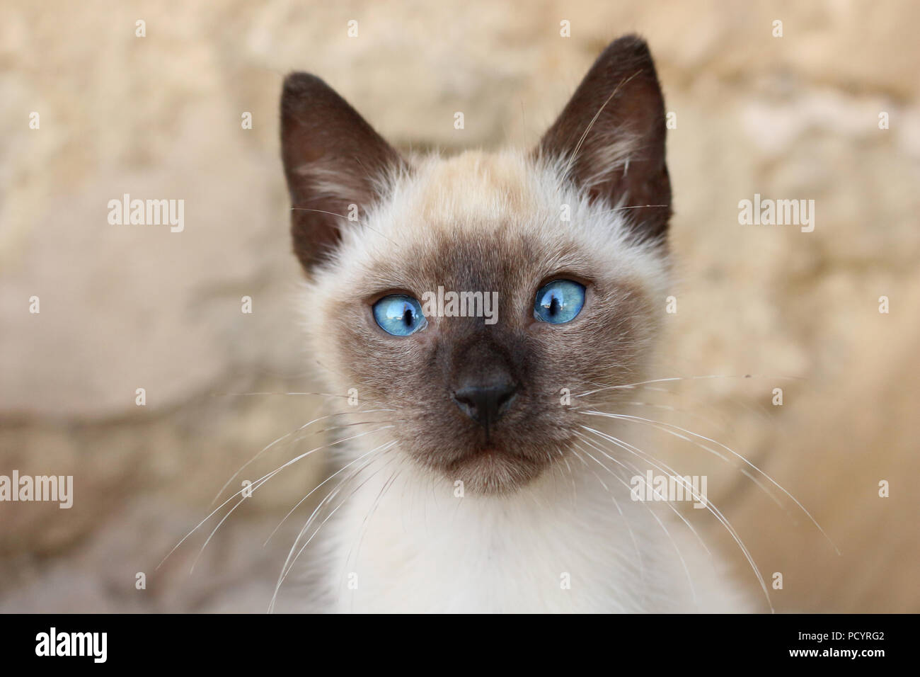Portrait d'être patron-eyed chaton siamois Banque D'Images