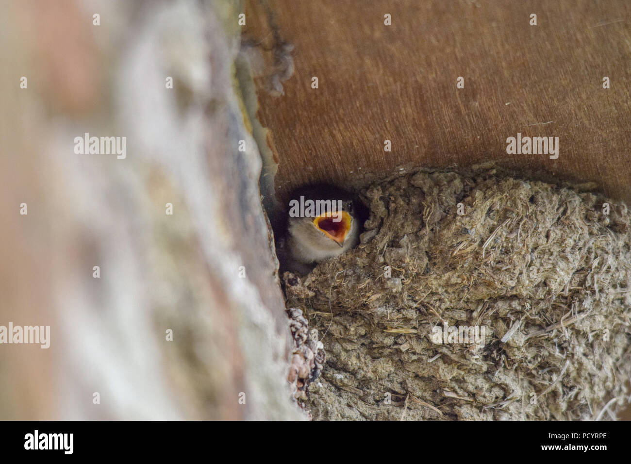 Swallow Nest Banque D'Images