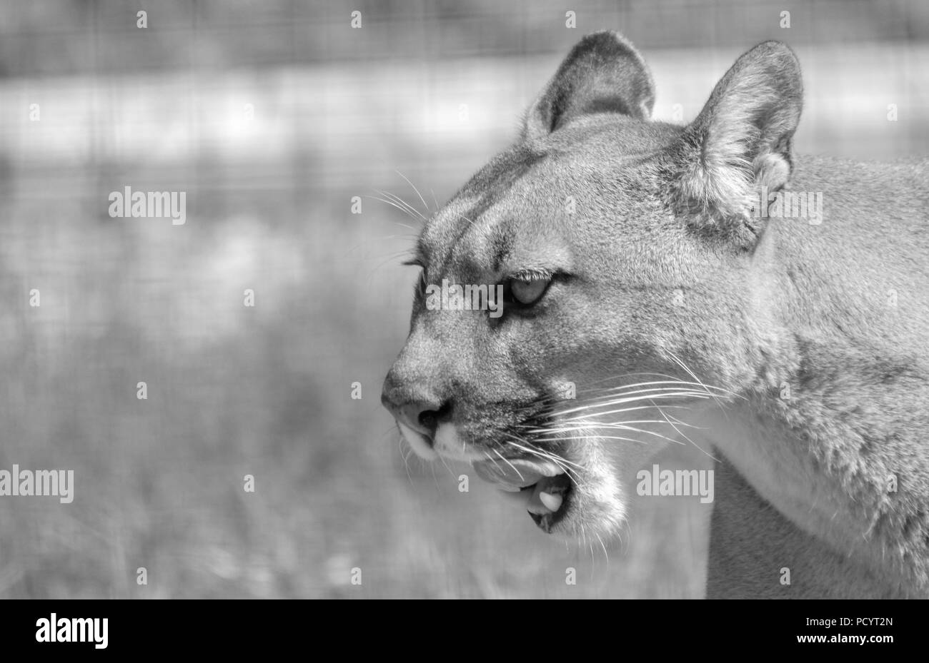 PUMA Banque D'Images