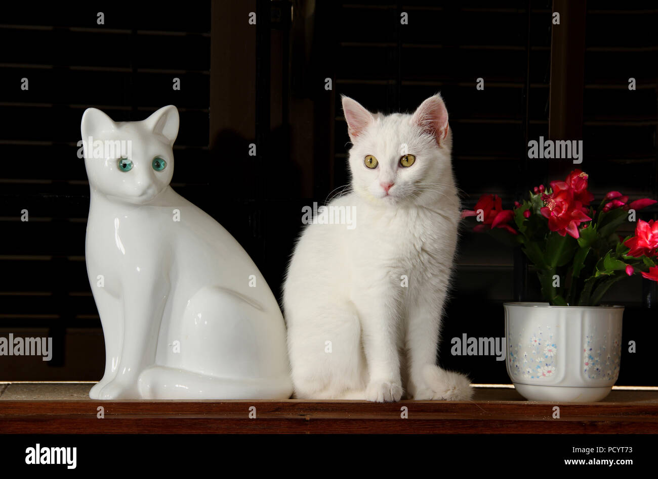 Chaton blanc, 3 mois, assis près d'une figurine d'un chat blanc Banque D'Images