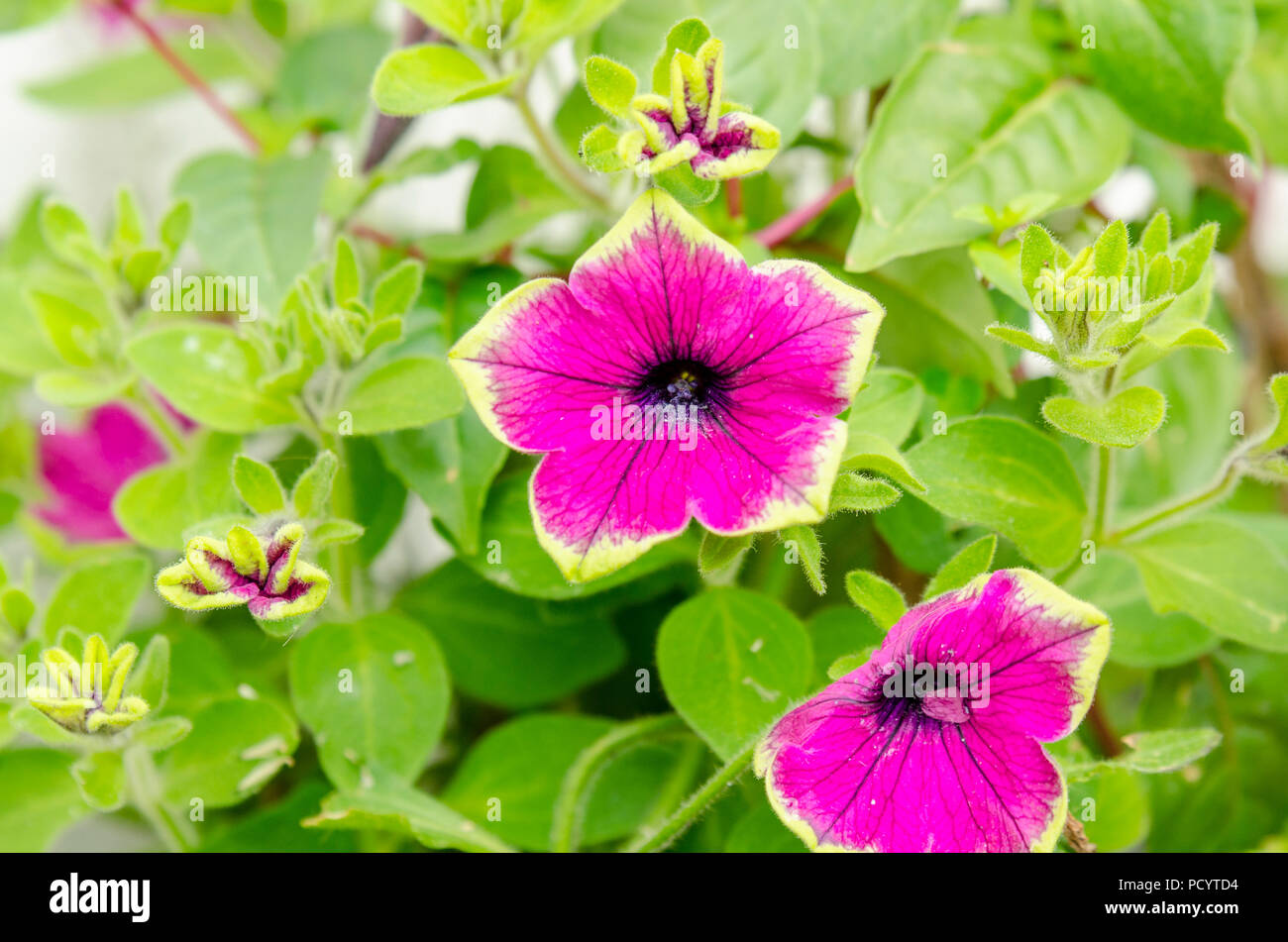 Buzz pétunia fleur pourpre, Petunioideae Banque D'Images