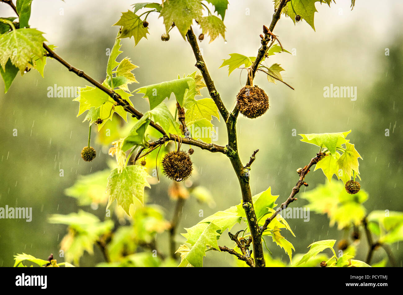Close up des feuilles, branches et fruits d'un platane au milieu des gouttes de pluie qui tombe Banque D'Images