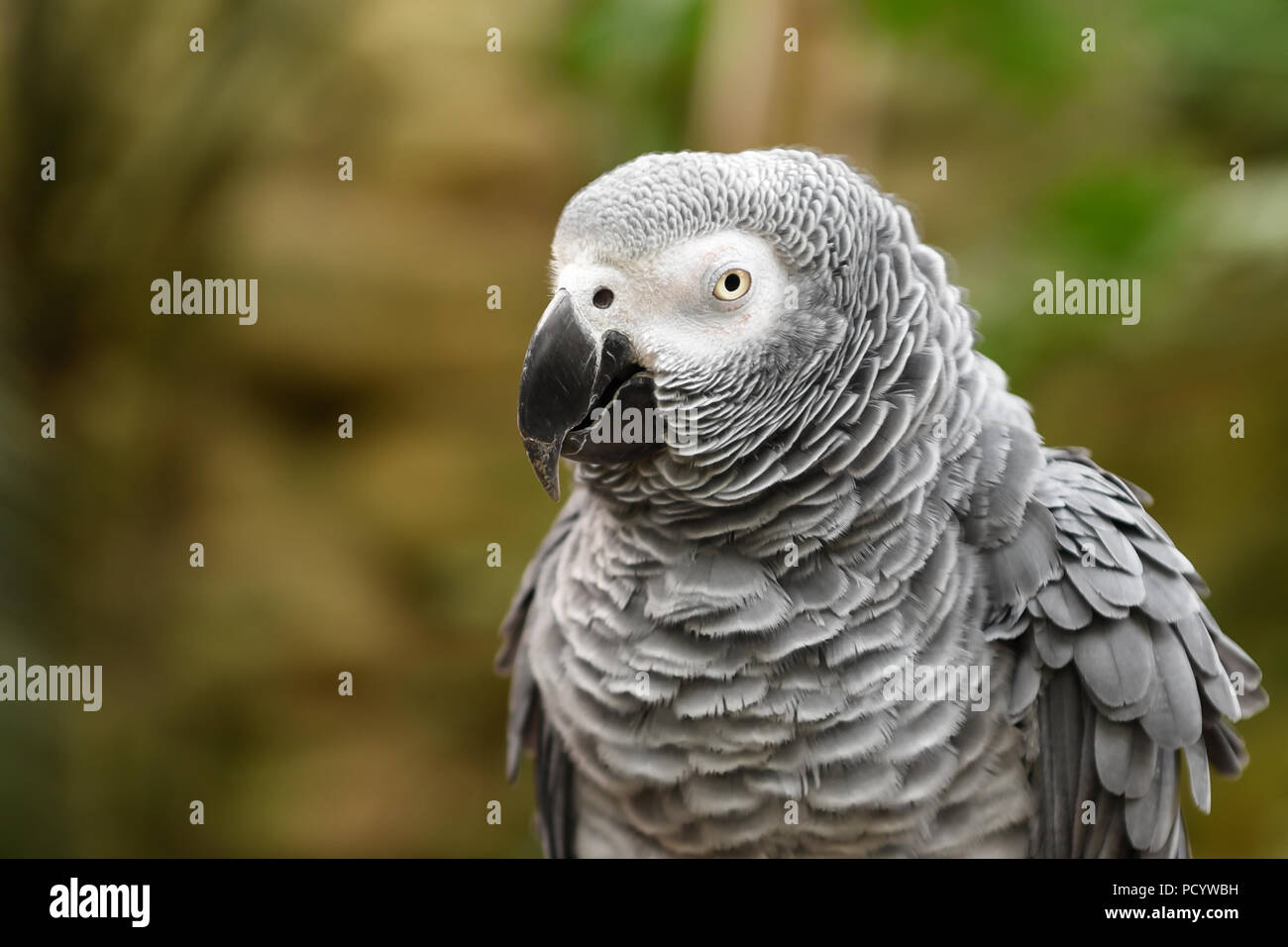Close-up de perroquet gris d'Afrique, tête de récolte horizontale Banque D'Images