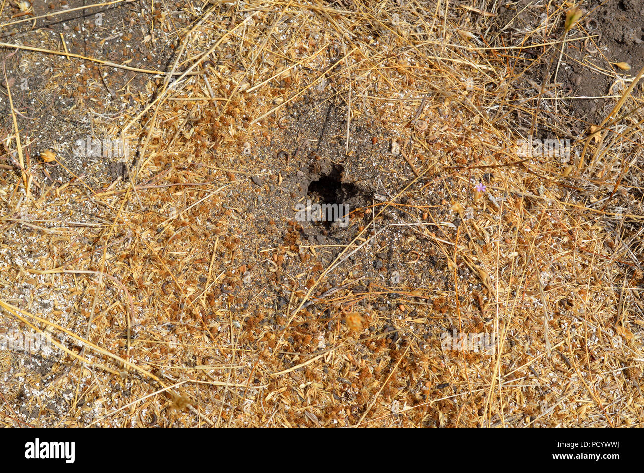 Entrée de fourmilière dans un champ de blé Banque D'Images