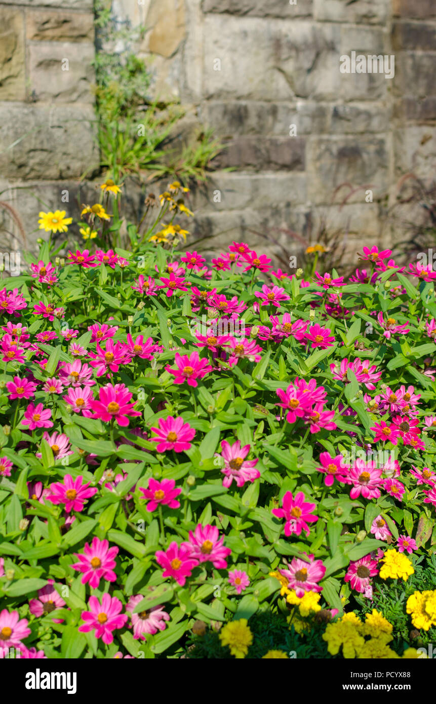 Papillon sur Zinnia Rose fleurs en face du mur de brique Banque D'Images