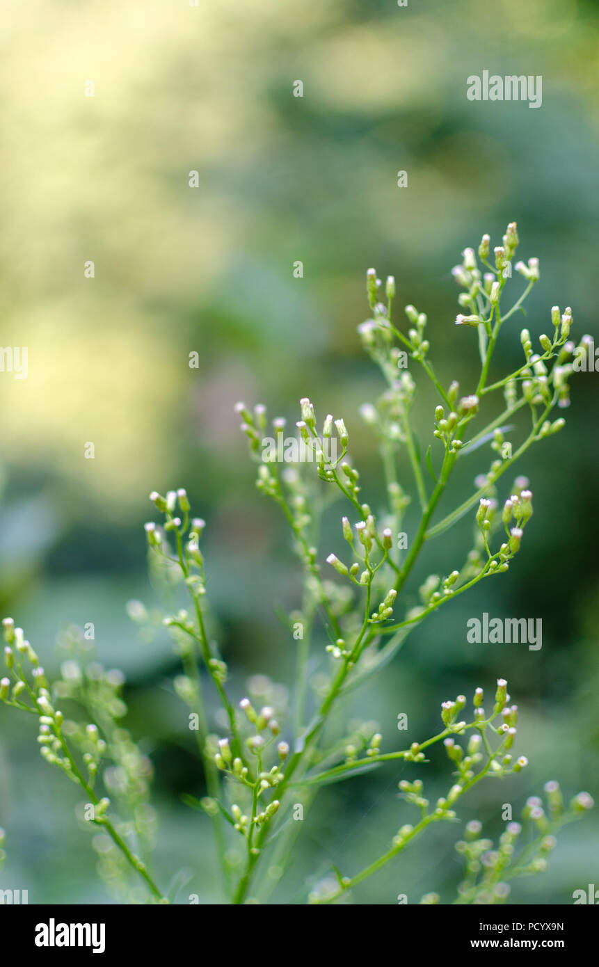 La respiration du bébé macro avec l'arrière-plan flou Banque D'Images