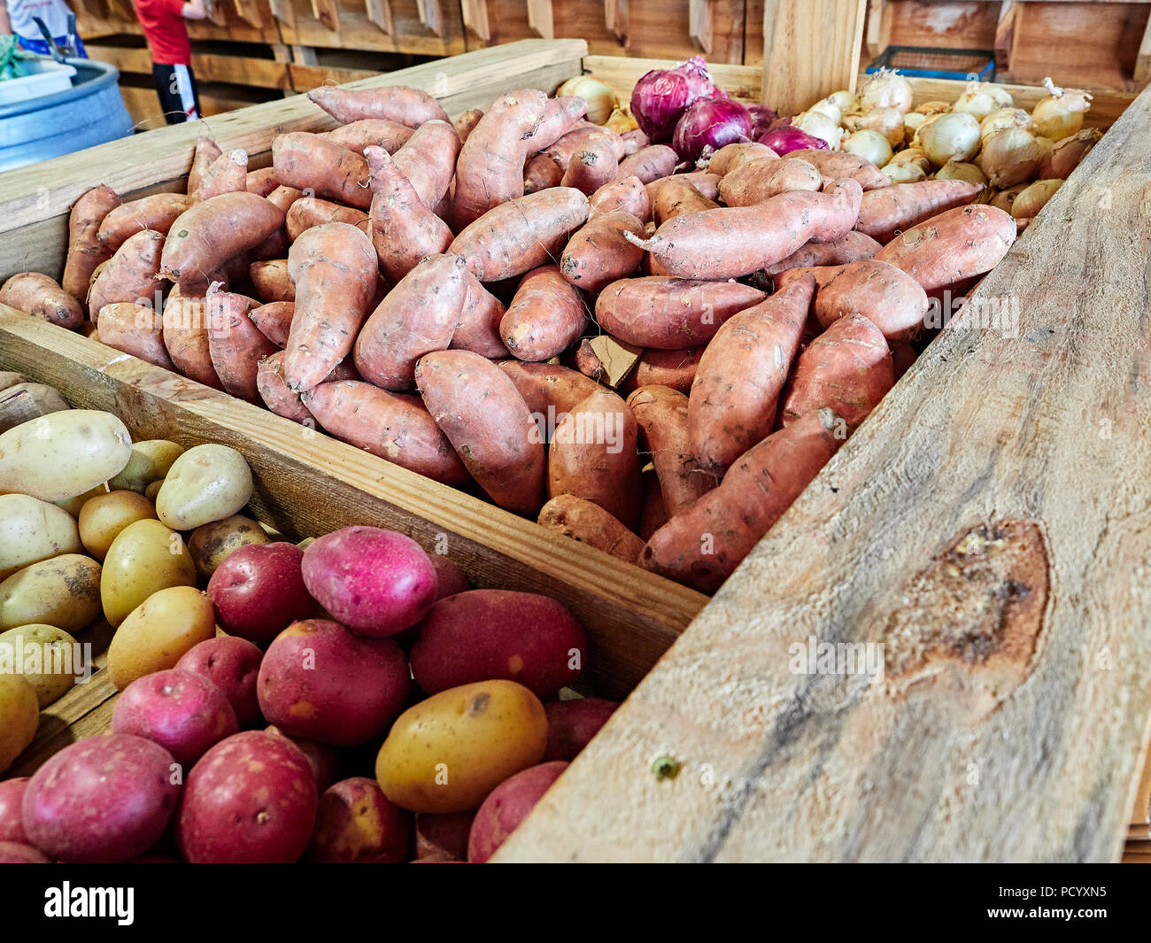 Sur l'affichage pour la vente dans une ferme ou un marché de producteurs sont des pommes de terre Yukon Gold, patates douces, pommes de terre rouges, oignons rouges et oignons blancs aux USA. Banque D'Images