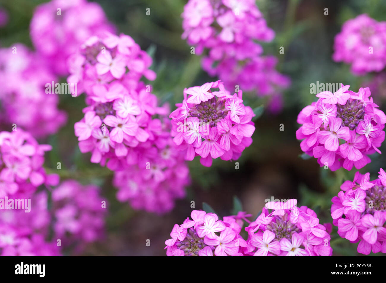 Aethionema 'Warley Rose' fleurs. Banque D'Images