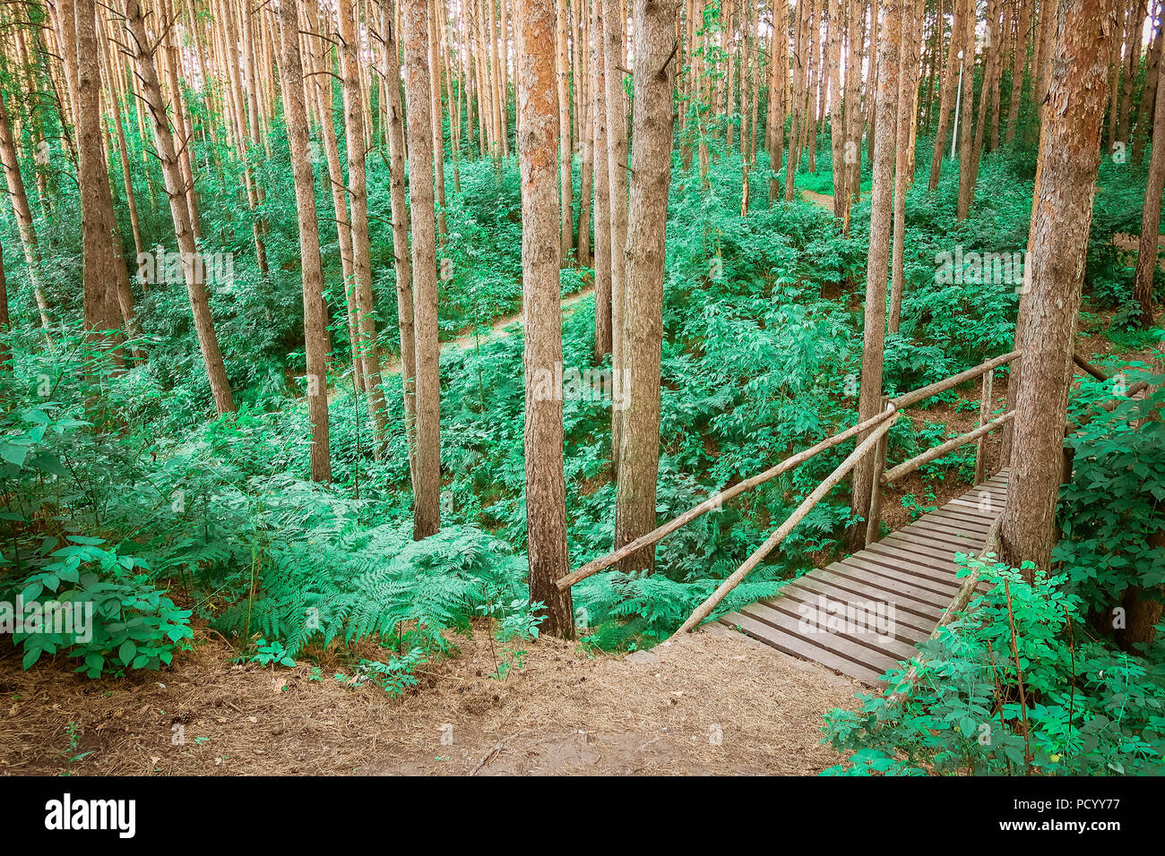 Le chemin en bois menant à travers une forêt verte. Tourisme vue sur sentier en bois entre les arbres et l'herbe. La nature russe. Banque D'Images