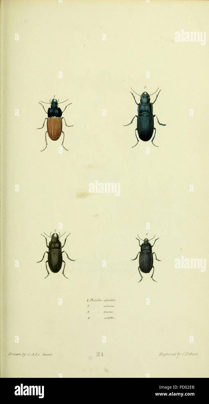 Entomologie américaine (plaque 24) Banque D'Images