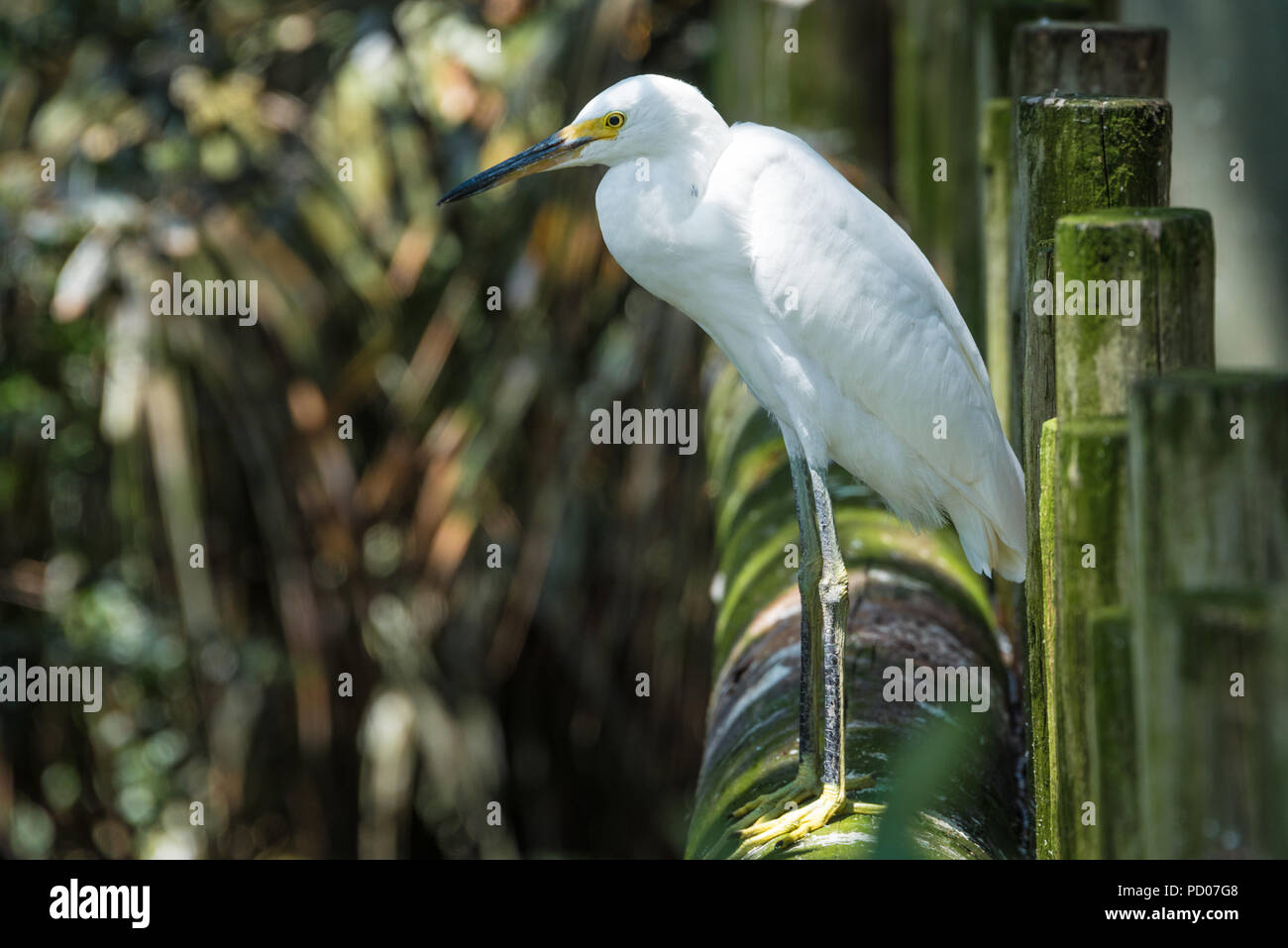 Aigrette neigeuse à St Augustine Alligator Farm Zoological Park à Saint Augustine, en Floride. (USA) Banque D'Images