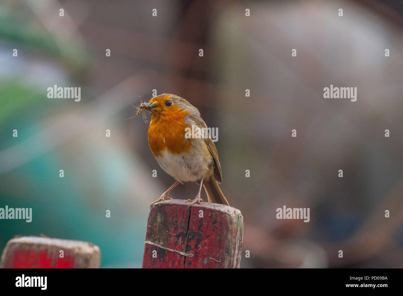 Un robin avec un bec plein d'insectes prêt à nourrir ses petits. Banque D'Images Un robin avec un bec plein d'insectes prêt à nourrir ses petits. Banque D'Images