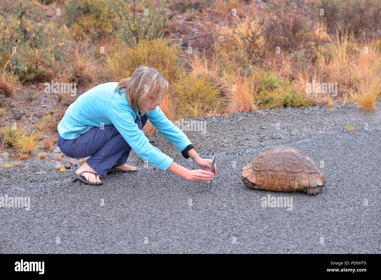 L'Afrique du Sud, une destination de voyage fantastique de faire l'expérience de troisième et premier monde ensemble. Femme d'âge moyen de photographier avec tortue énorme cellule. Banque D'Images