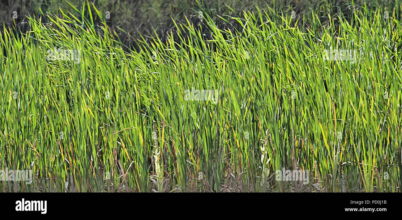 Vu ces jolies herbes coulant tandis que sur un voyage à travers des régions rurales et les régions sauvages du Dakota du Sud, USA. Photo d'origine a été tex Banque D'Images