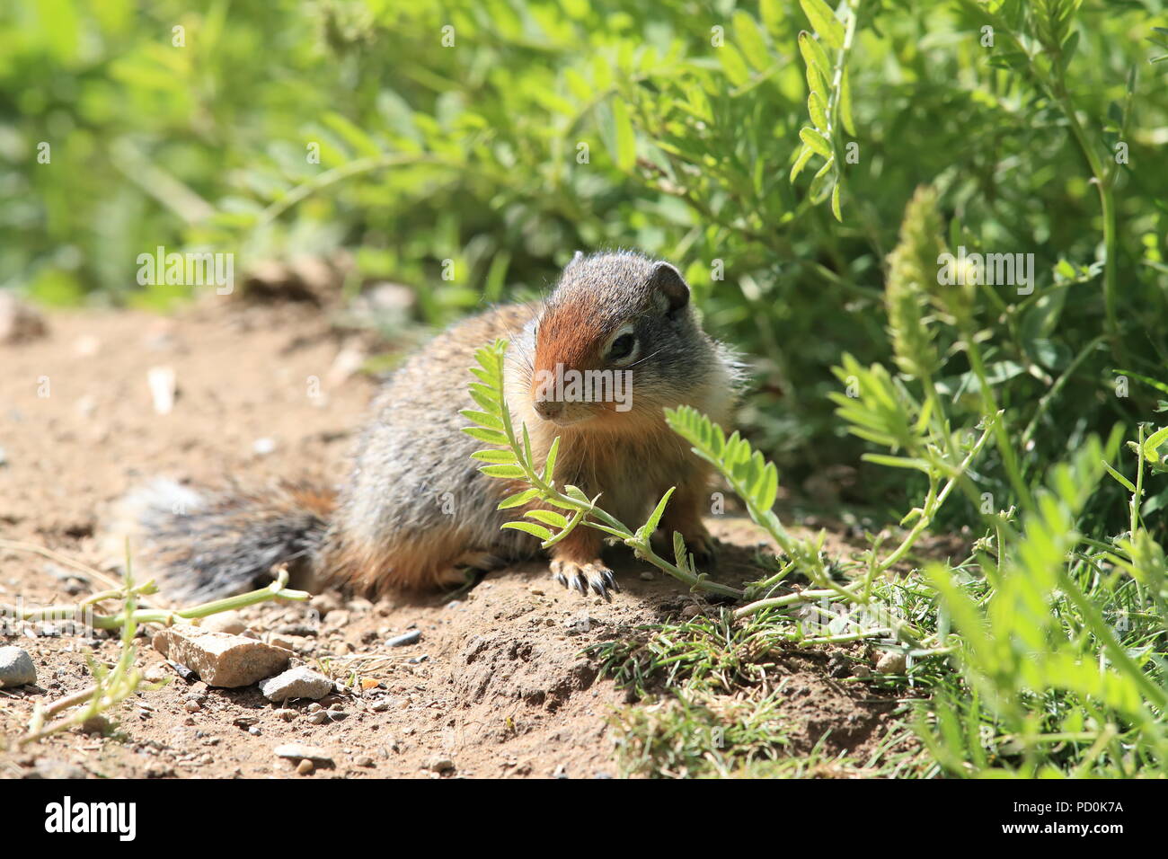 Spermophile du Cub Canadian Rockies Banque D'Images