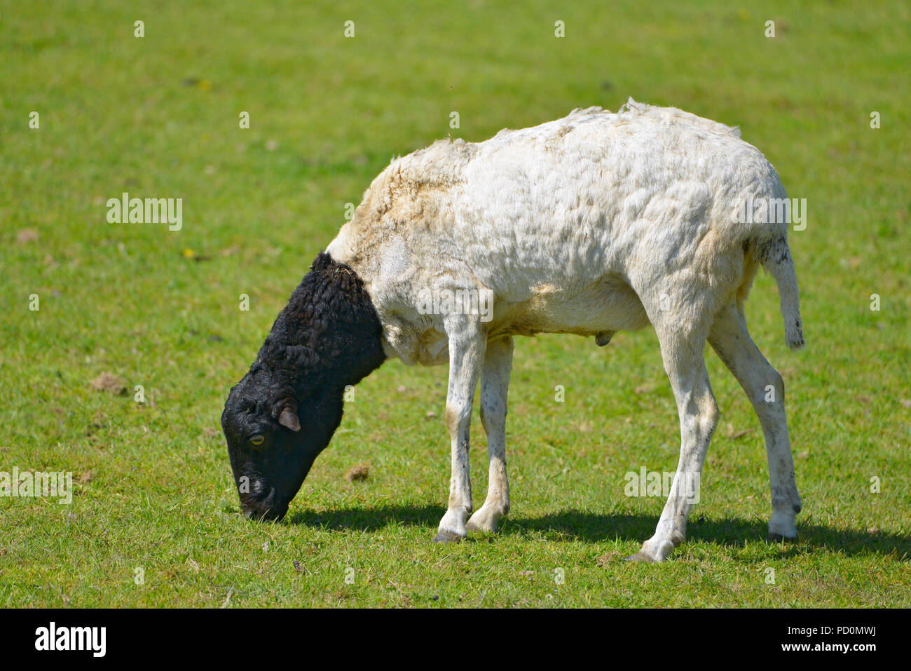 Moutons de Somalie Berbera, ou le point noir, le pâturage vu de profil Banque D'Images