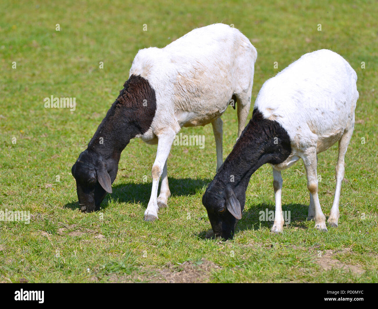 Deux moutons de Somalie Berbera, ou le point noir, le pâturage Banque D'Images