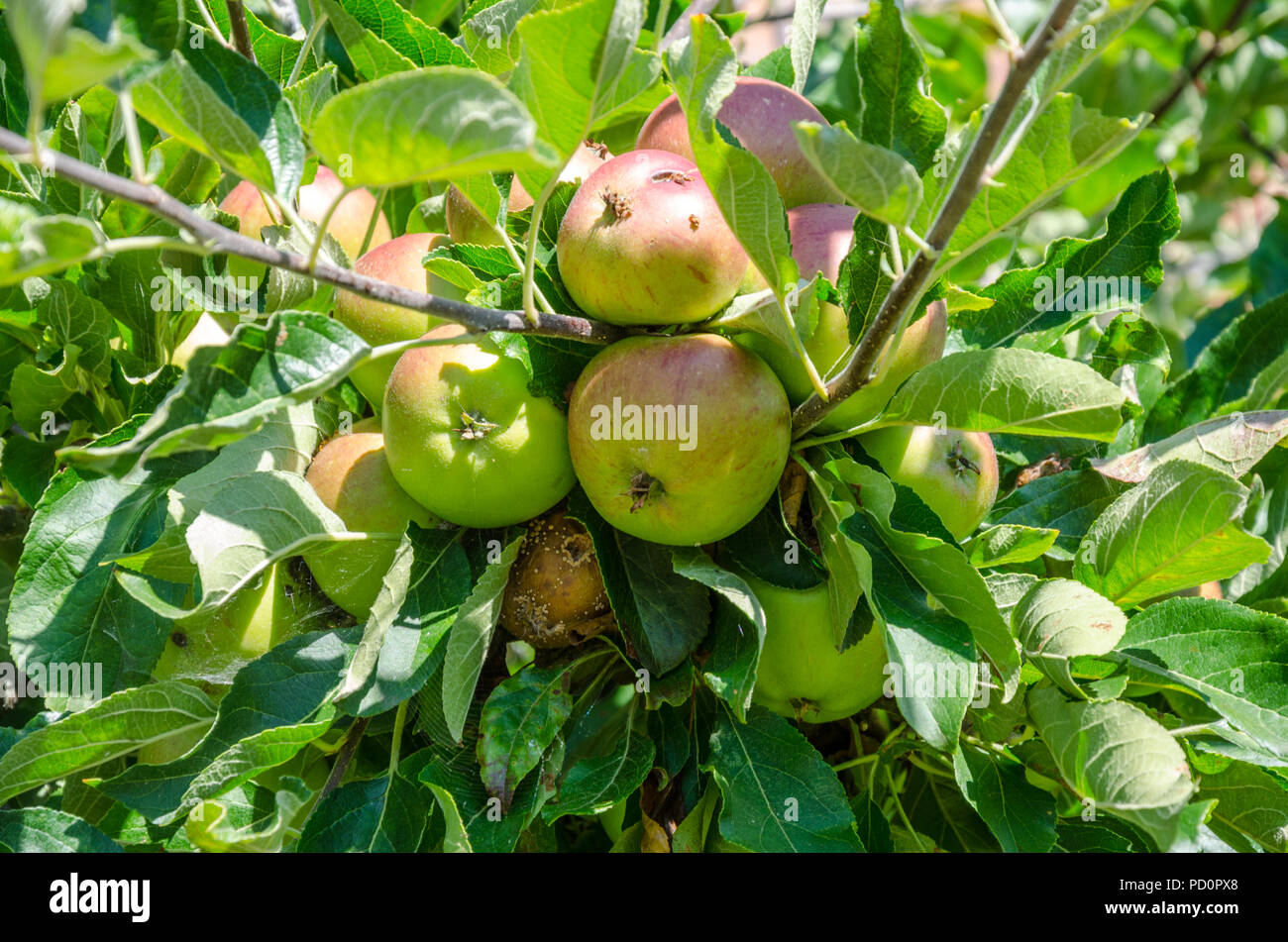 La maturation des pommes sur un pommier, bien qu'une pomme est pourrir sur l'arbre. Banque D'Images