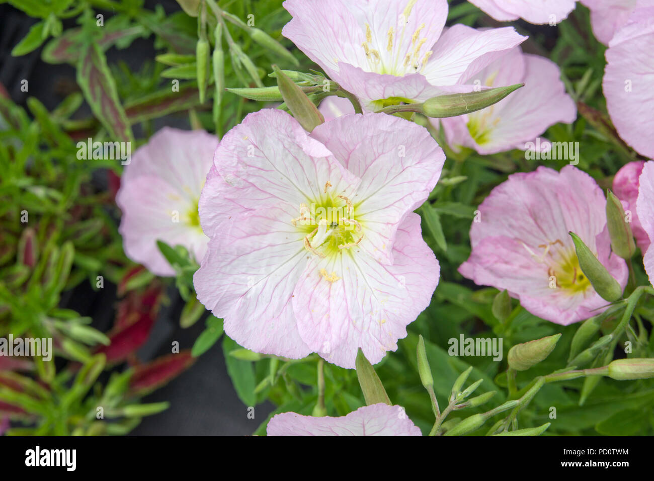 Oenothera speciosa 'Siskiyou' Banque D'Images