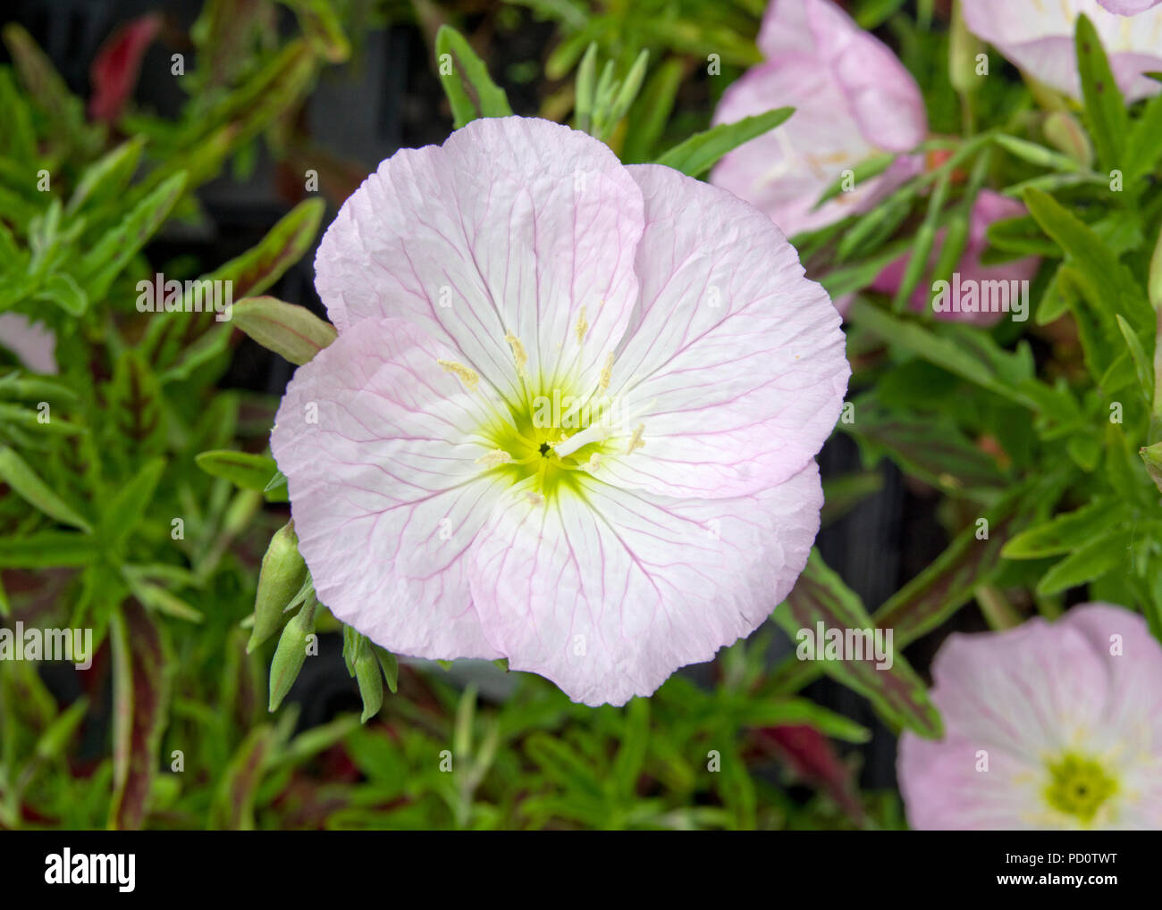 Oenothera speciosa 'Siskiyou' Banque D'Images