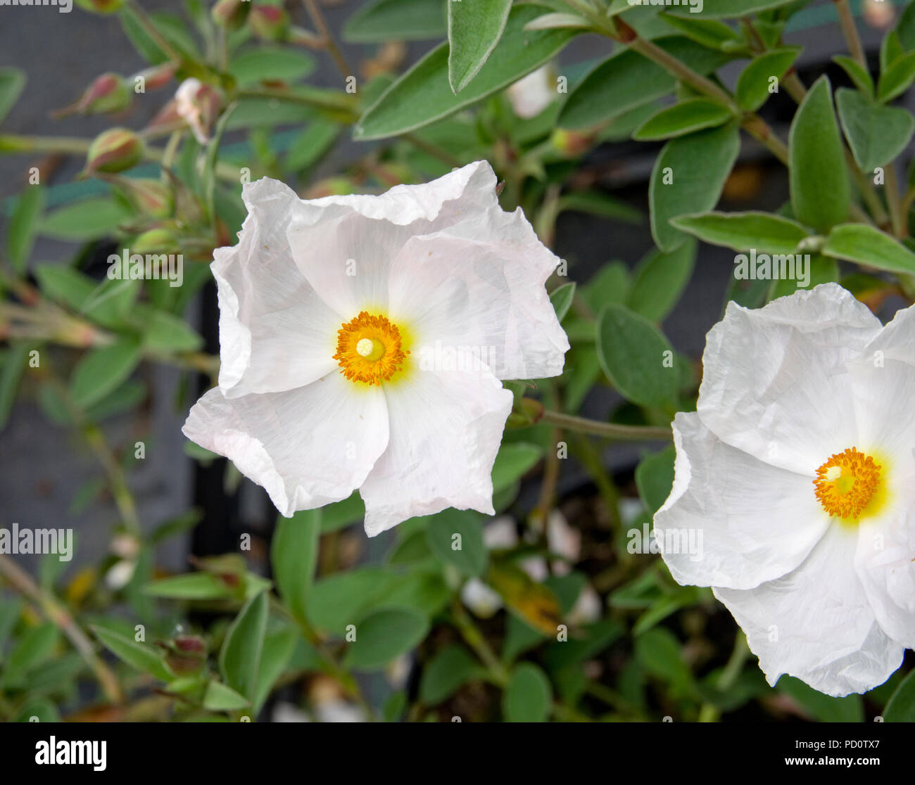 Cistus x argenteus 'Silver Ghost' Banque D'Images