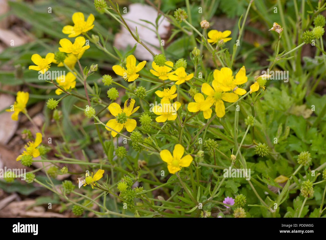 Buttercup-Ranunculus rampante repens Banque D'Images