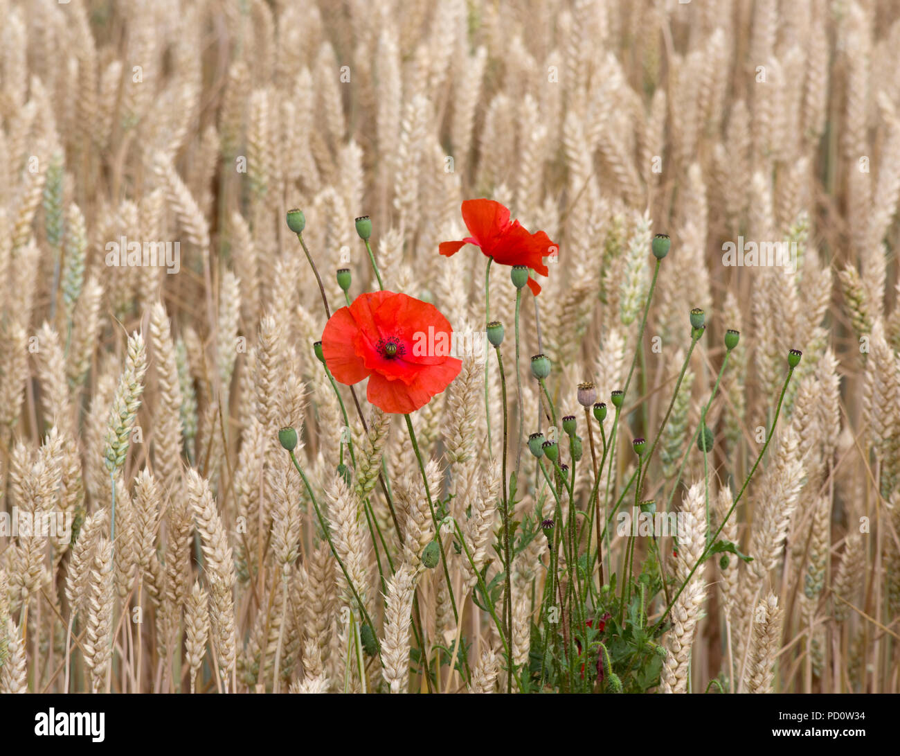 Coquelicots dans le blé Banque D'Images